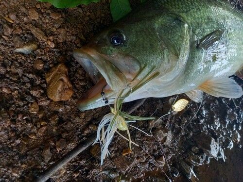 ブラックバスの釣果