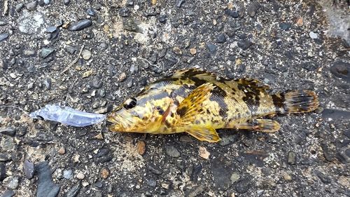 タケノコメバルの釣果