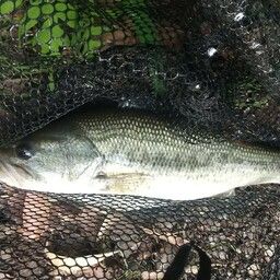 ラージマウスバス