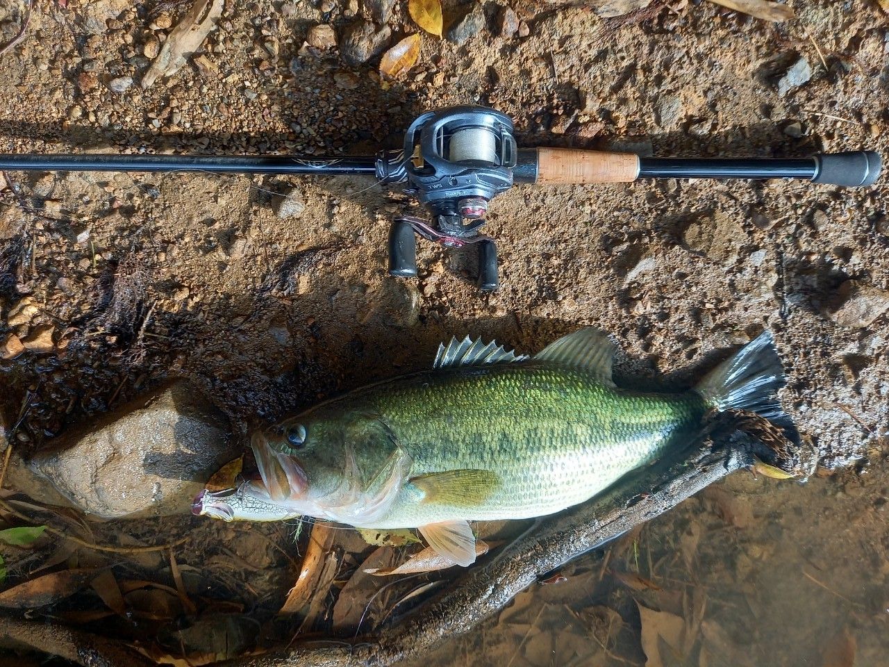 DAIWA 23スティーズ リアルコントロール C70MH-LMの最安値