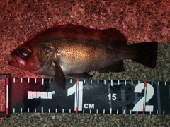 メバルの釣果
