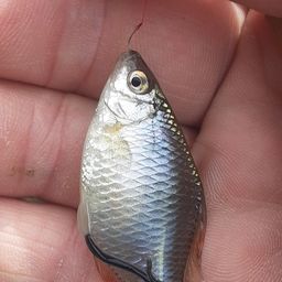 タイリクバラタナゴ