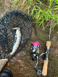 ヤマメの釣果