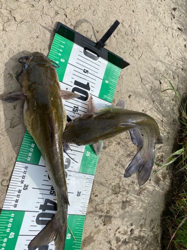 アメリカナマズの釣果