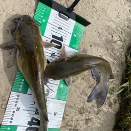 アメリカナマズ