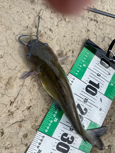アメリカナマズの釣果