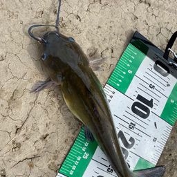 アメリカナマズ