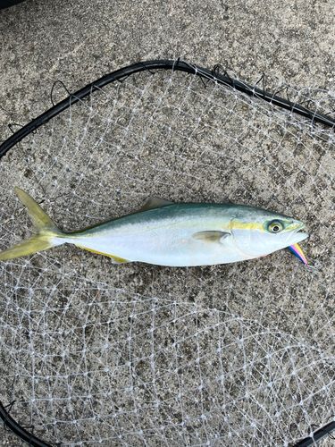 ツバイソの釣果