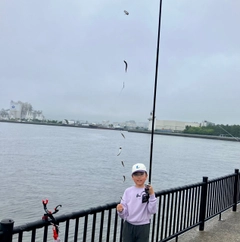 カタクチイワシの釣果