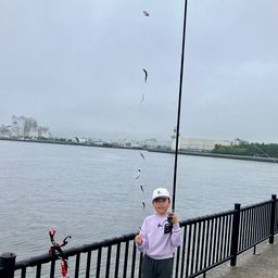 カタクチイワシ