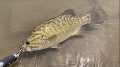 スモールマウスバスの釣果