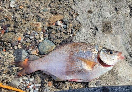 ウミタナゴの釣果