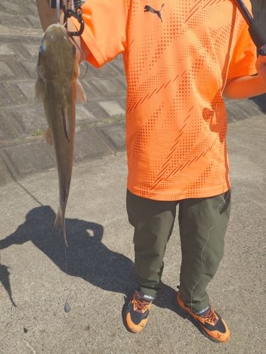 アメリカナマズの釣果