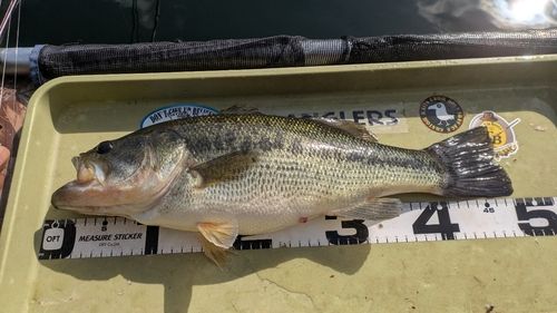 ブラックバスの釣果