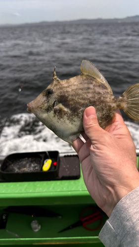 カワハギの釣果