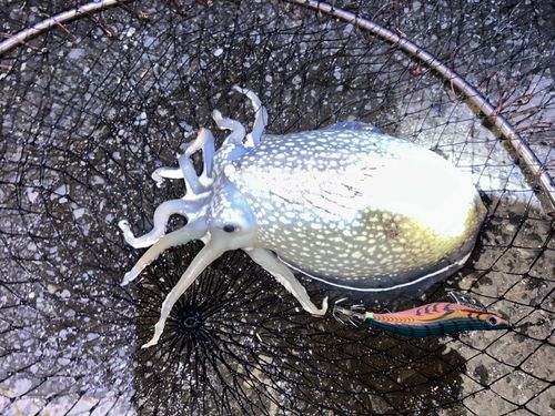 シリヤケイカの釣果