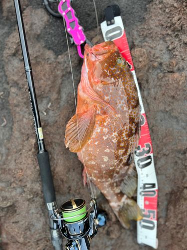 キジハタの釣果