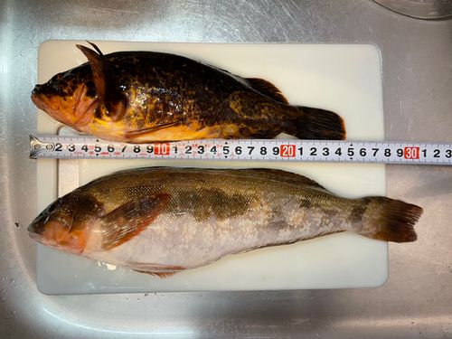 アイナメの釣果