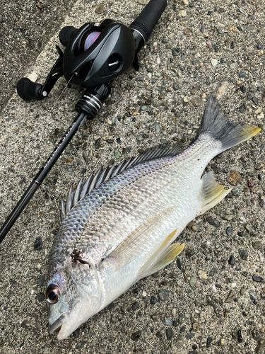 キビレの釣果