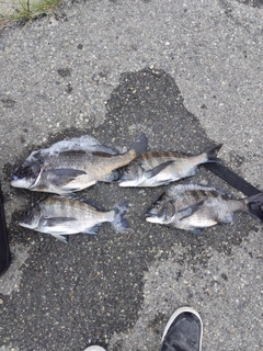 チヌの釣果