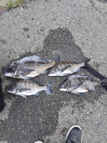 チヌの釣果