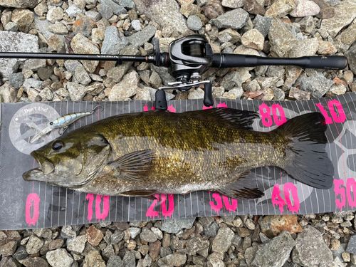 スモールマウスバスの釣果