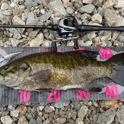 スモールマウスバス