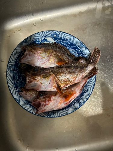 アラカブの釣果