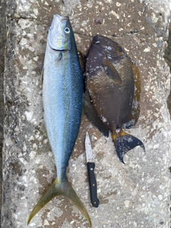 ニセカンランハギの釣果