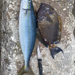 ニセカンランハギ