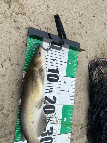 アメリカナマズの釣果