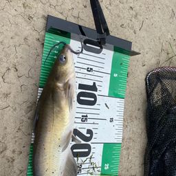 アメリカナマズ