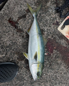 ヤズの釣果