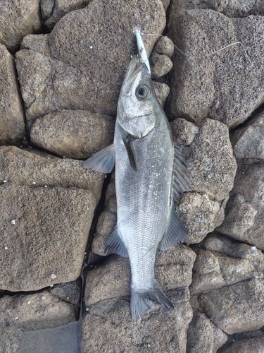 ヒラスズキの釣果