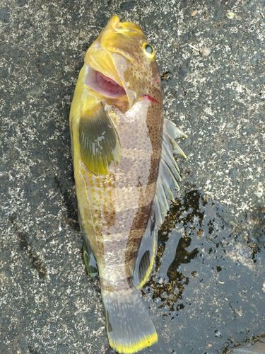 アオハタの釣果