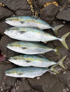 ハマチの釣果