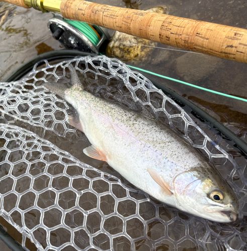 ニジマスの釣果
