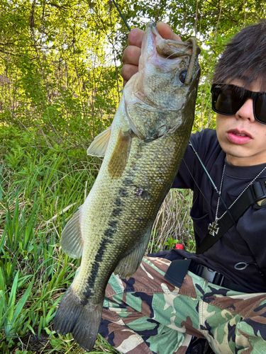 ブラックバスの釣果