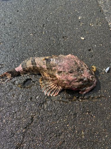 マカジカの釣果