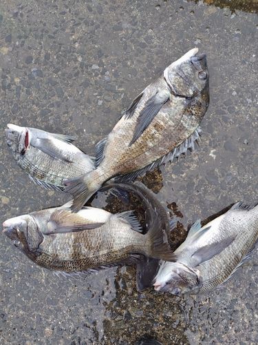 チヌの釣果