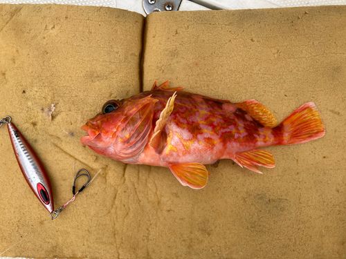 ウッカリカサゴ