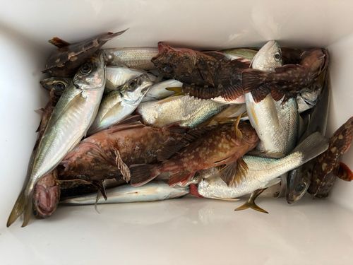 カサゴの釣果