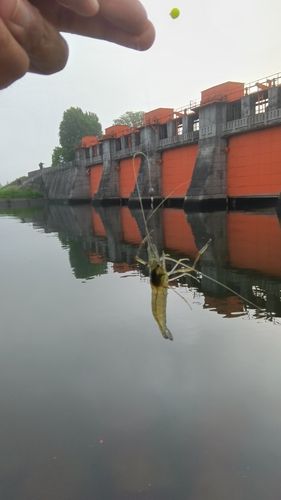テナガエビの釣果
