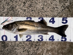 シーバスの釣果