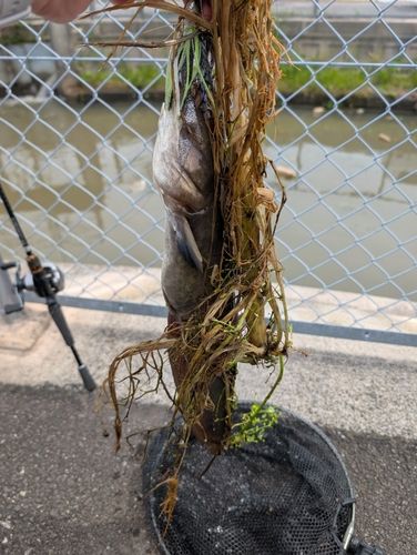 ナマズの釣果