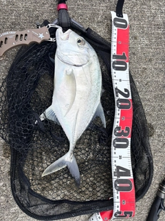 ロウニンアジの釣果