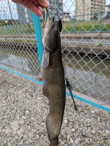 ナマズの釣果