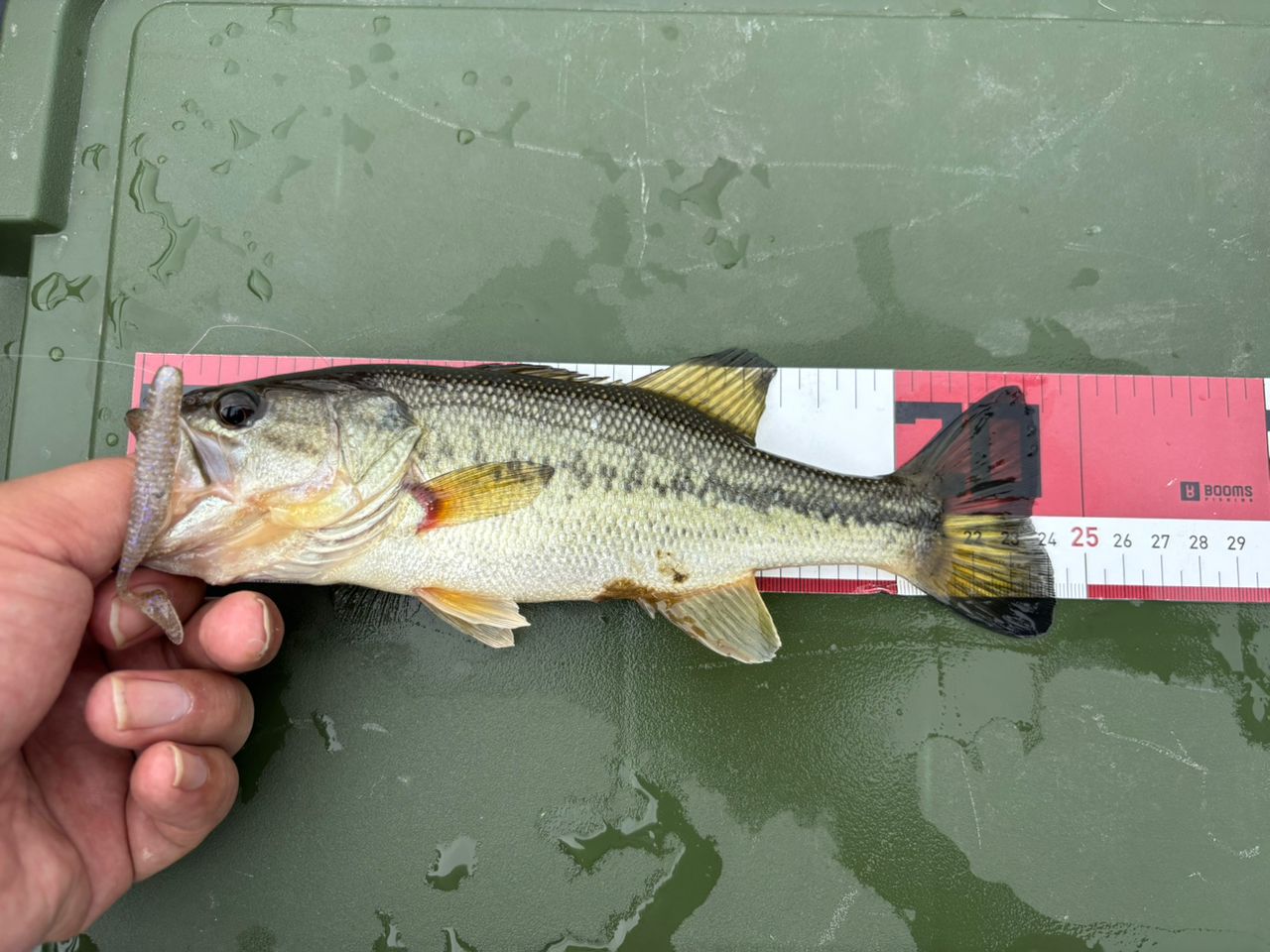 ラージマウスバス