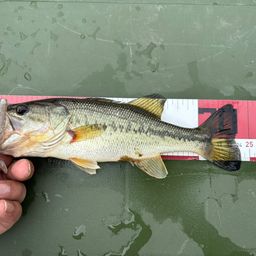 ラージマウスバス