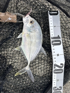 ロウニンアジの釣果